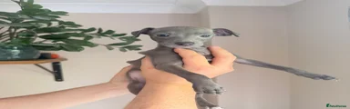 Italian Greyhound Puppy 3