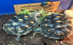 Tortoise reptiles for sale: 2 red foot tortoises for sale  - Advert 3
