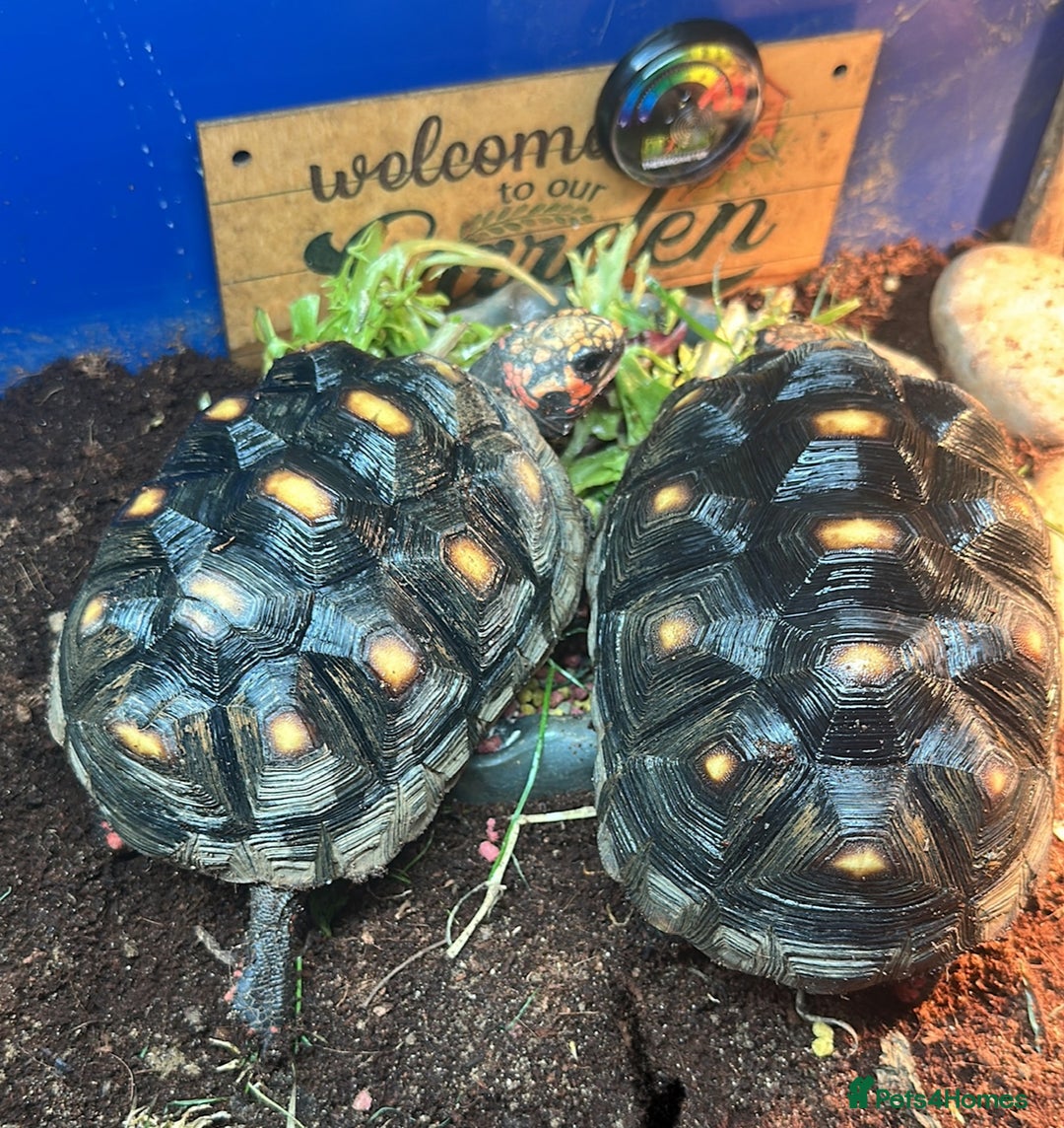 Tortoise reptiles for sale: 2 red foot tortoises for sale  - Advert 3
