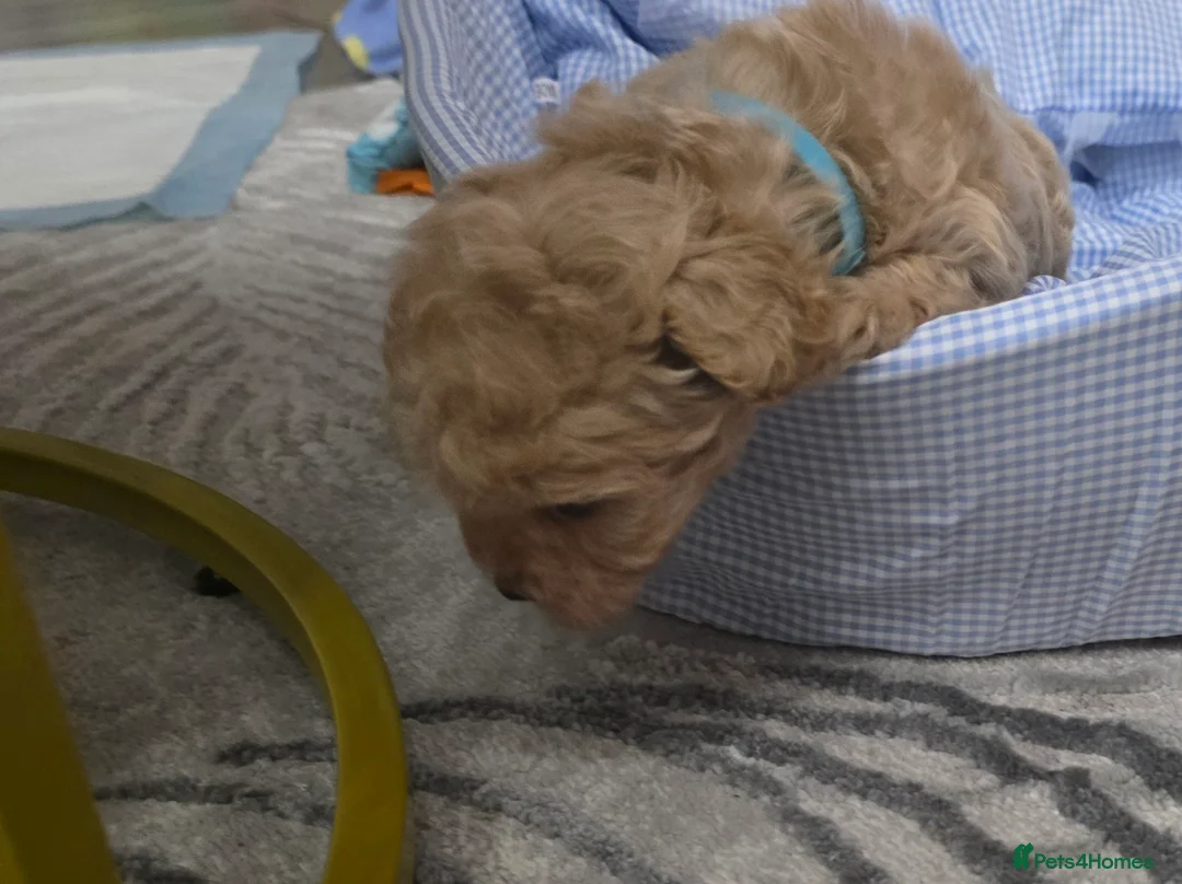 Maltipoo dogs for sale: Maltipoo F1 Toy - Advert 17