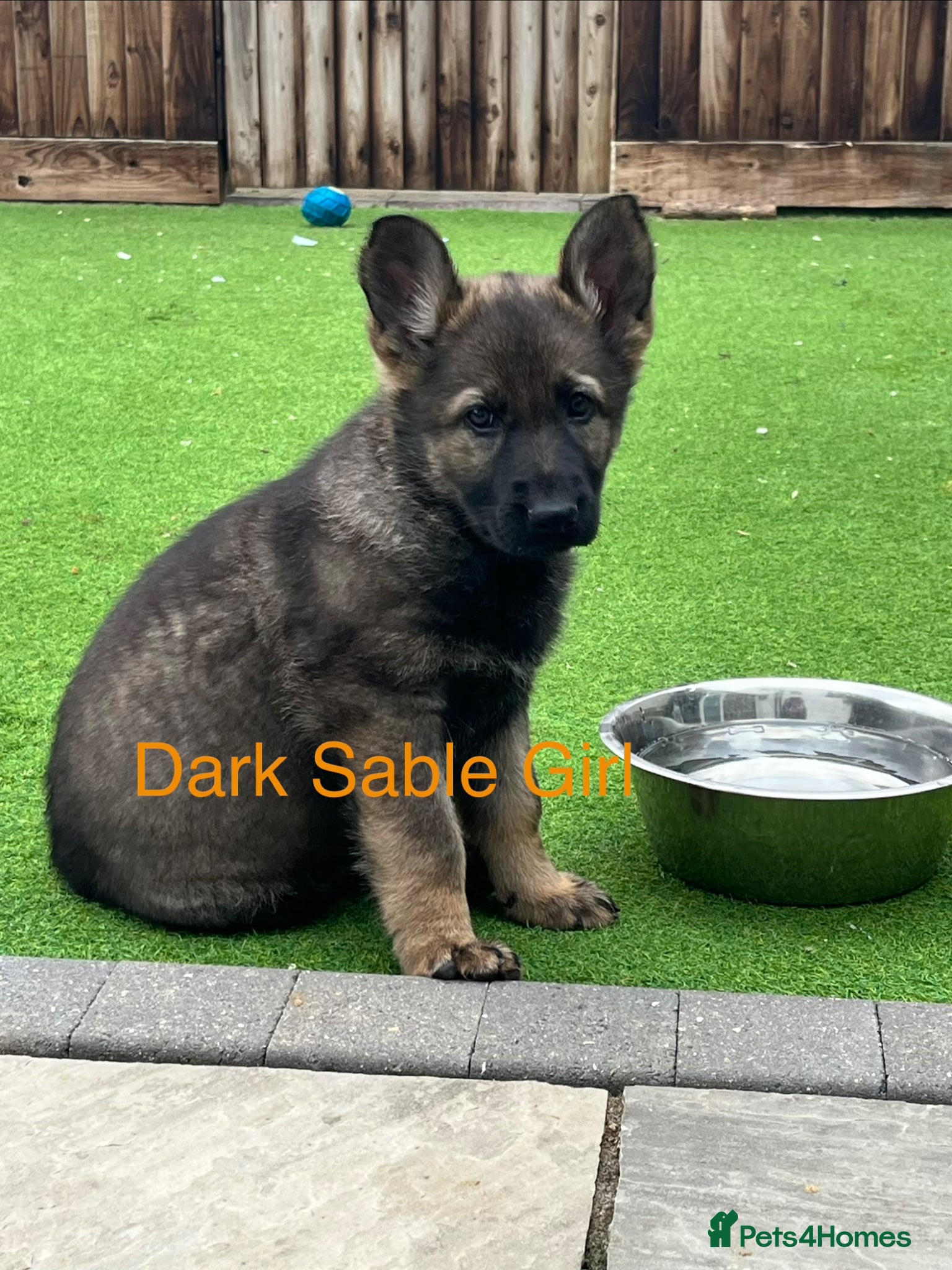 German Shepherd dogs Gorgeous German Shepherd puppies, 8 wks 17th May❤️ - Advert 3