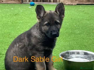 German Shepherd dogs Gorgeous German Shepherd puppies, 8 wks 17th May❤️ - Advert 3