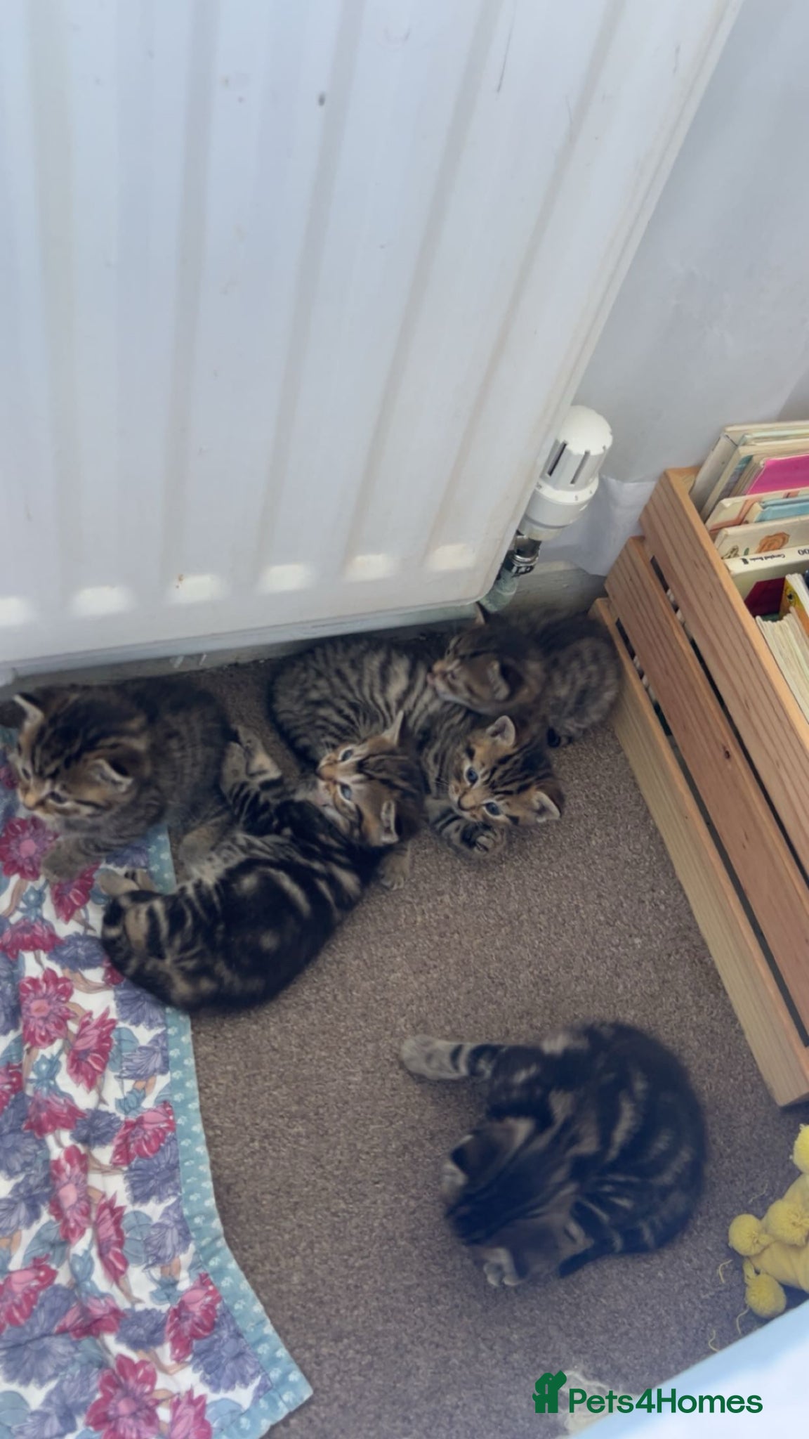 Mixed Breed cats for sale: 5 kittens! Sold individually or together!  in Brighton - Advert 4