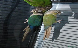 Parrots birds for sale: Bonding pair of parrotlets and conures  - Image 21