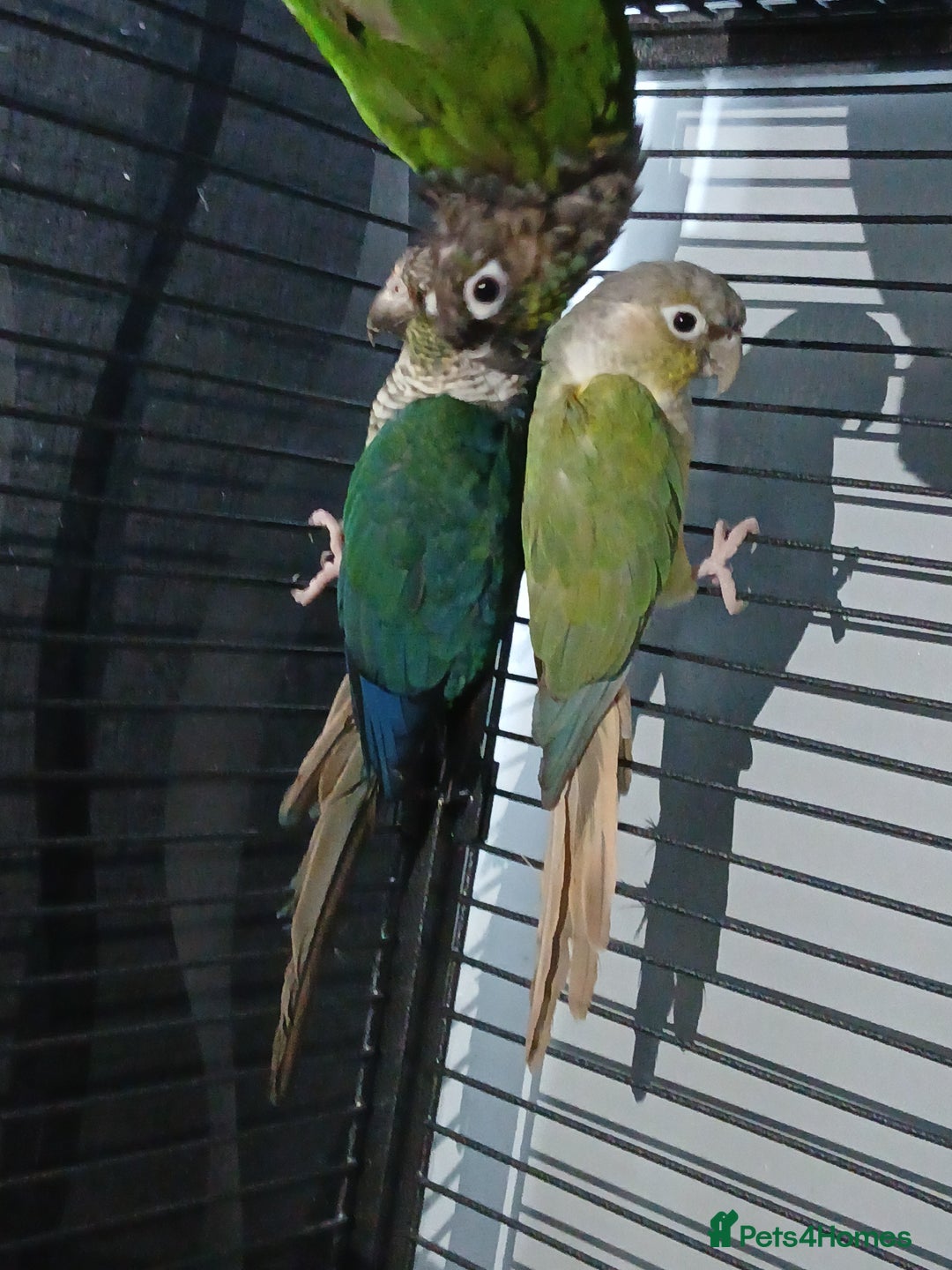 Parrots birds for sale: Bonding pair of parrotlets and conures  - Image 21