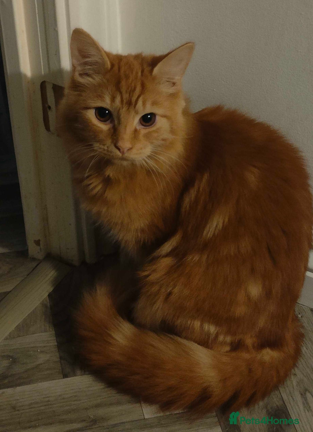 Mixed Breed cats for sale: FREE Orange Boy for rehoming - Advert 3