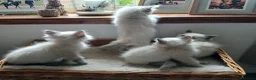 Ragdoll cats for sale: Blue point Ragdoll kittens  in Dingwall - Advert 2