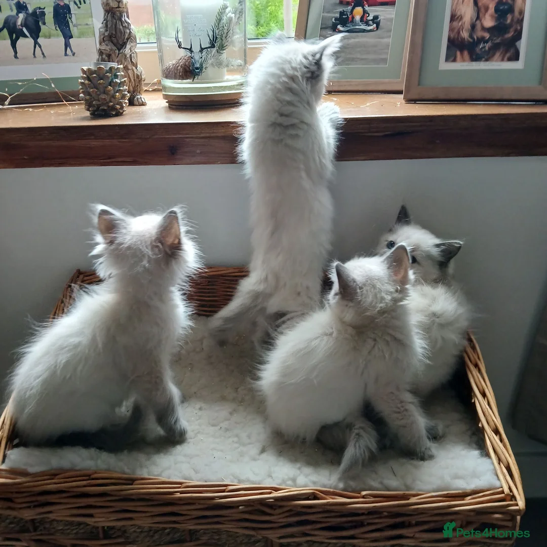Ragdoll cats for sale: Blue point Ragdoll kittens  in Dingwall - Advert 2