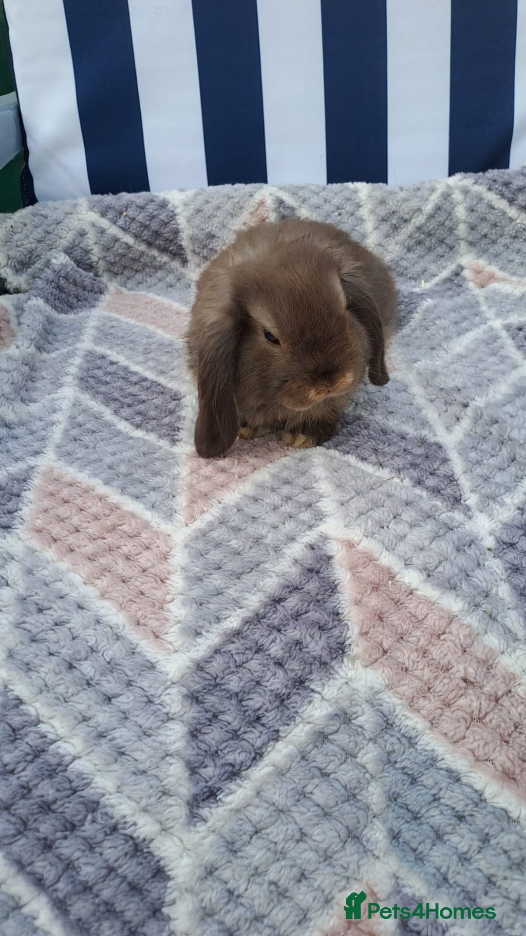 Mini Lop rabbits for sale: Mini lops boys ready to leave  - Image 12