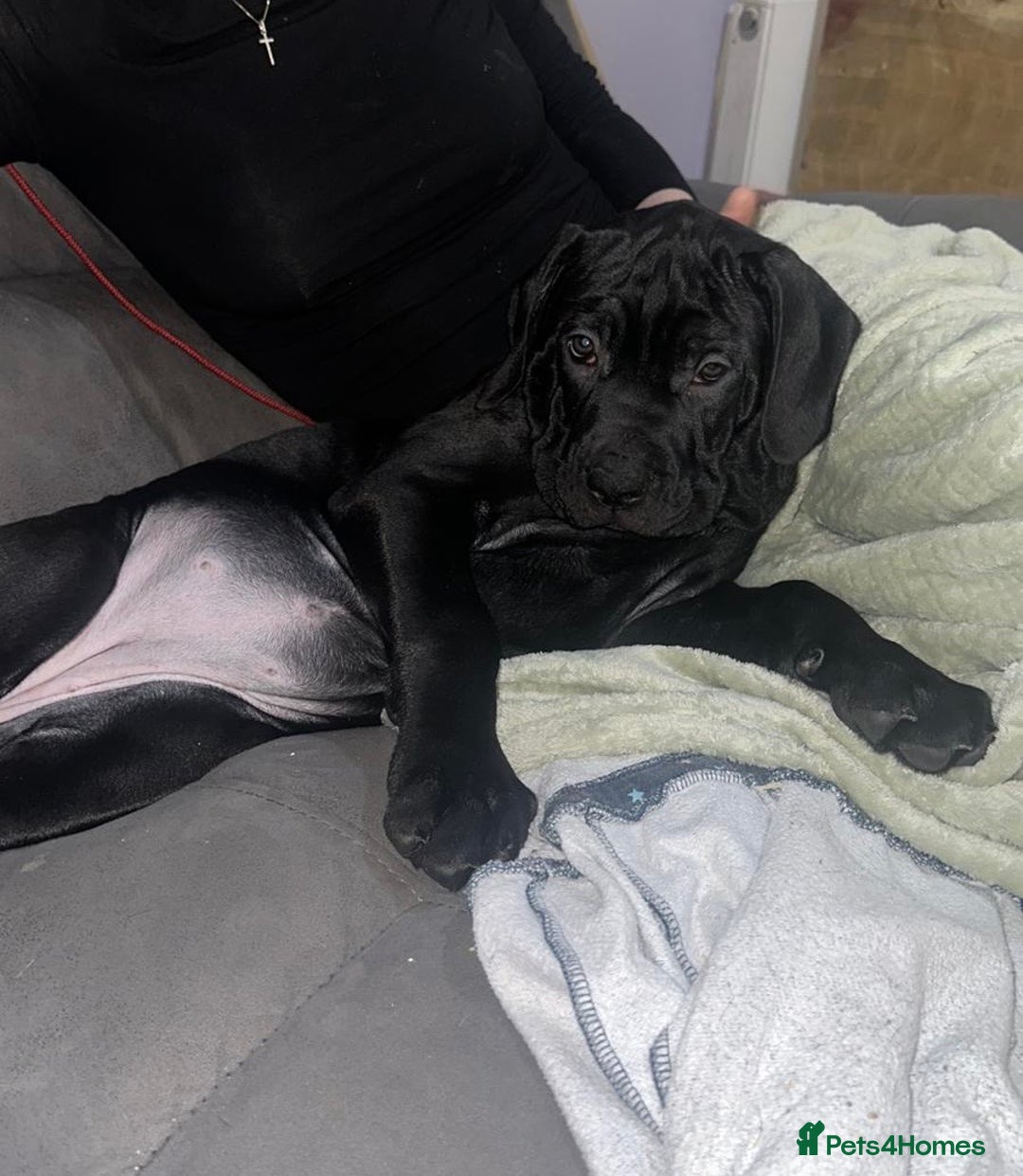 Cane Corso dogs for sale: Beautiful Cane Corso Puppies. - Advert 15