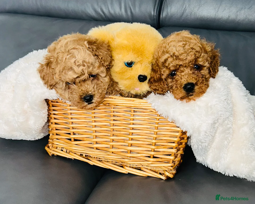 Maltipoo dogs for sale: Tiny Toy Maltipoo puppies - Advert 2