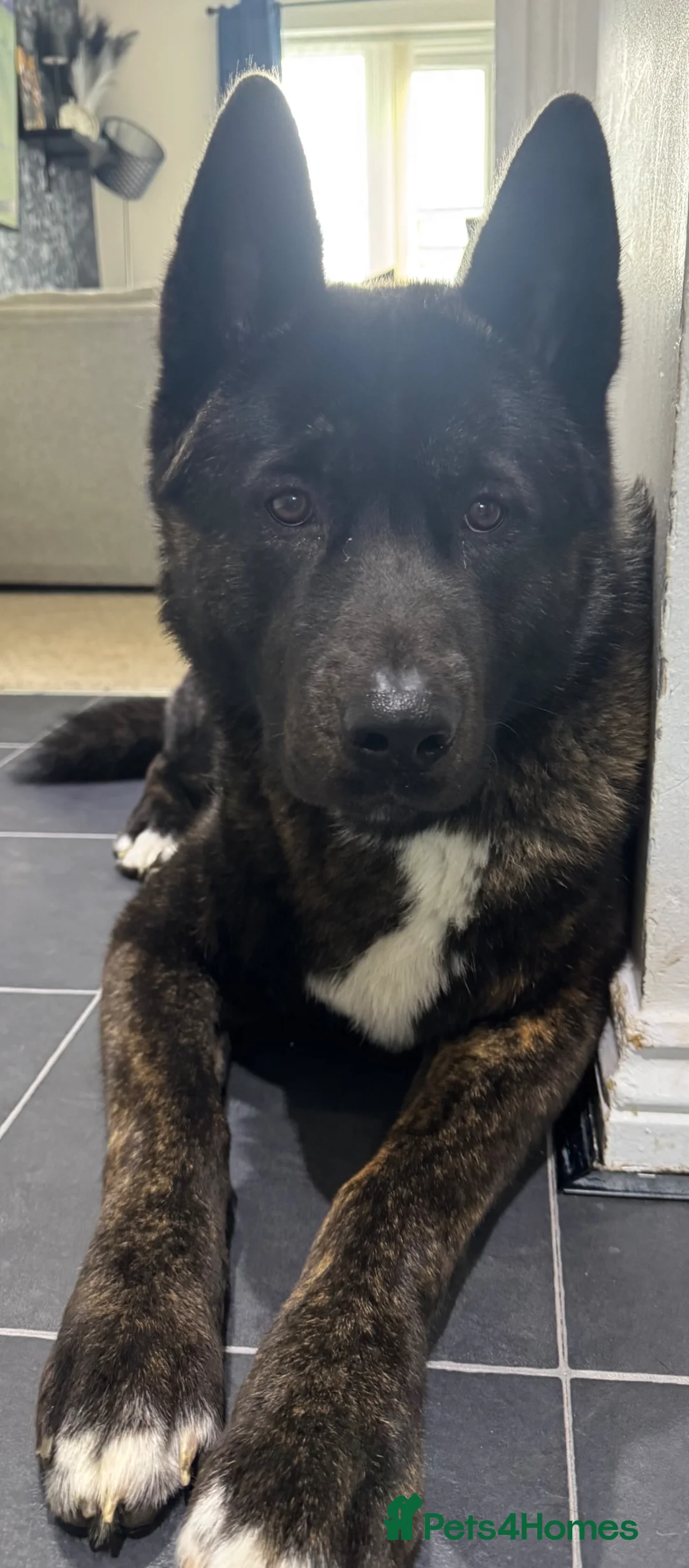 Akita dogs for sale: Male American Akita Looking For A Loving Home - Advert 2