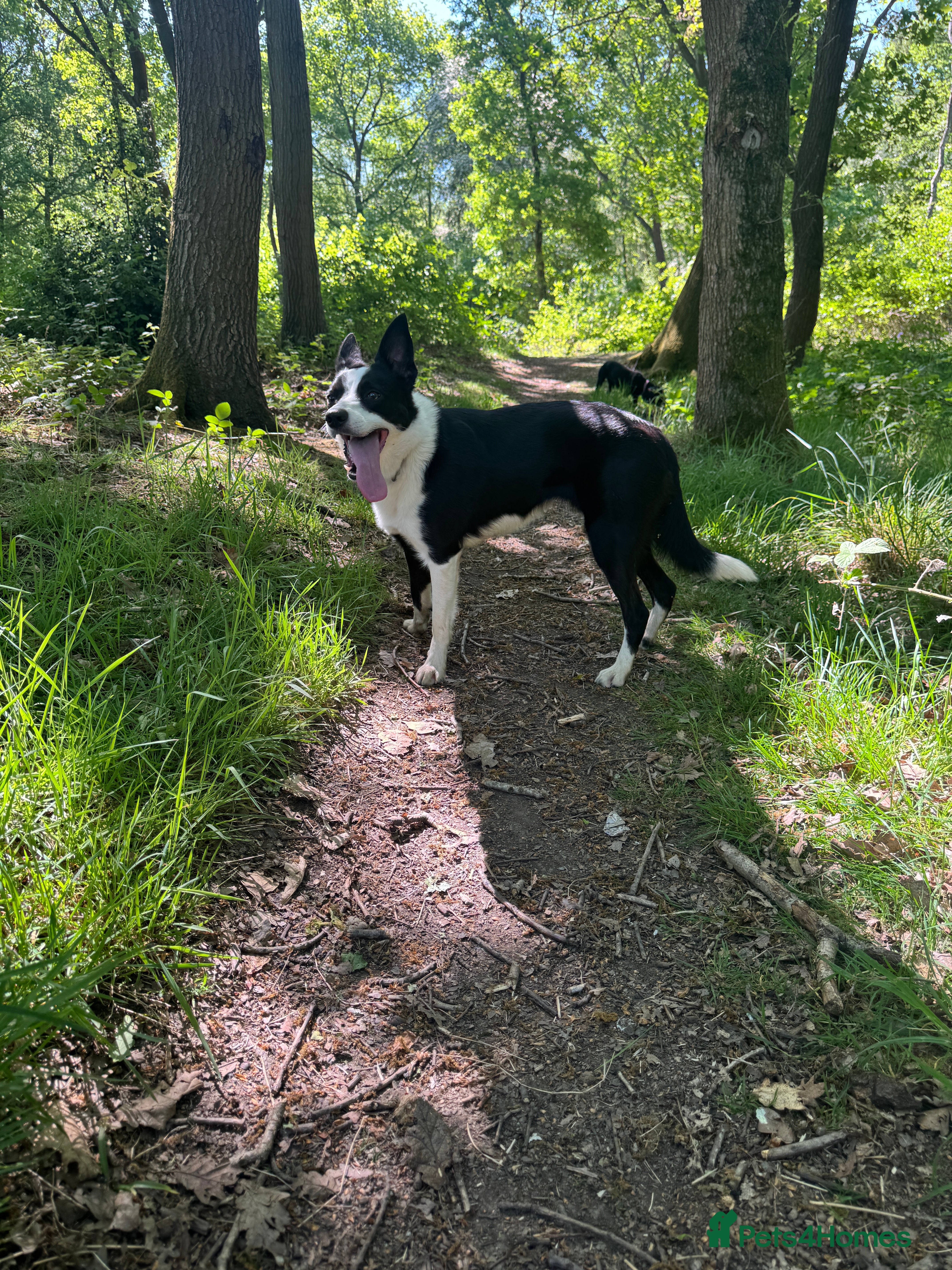 Border Collie dogs Nugget - 2 year old - Border Collie - Advert 10