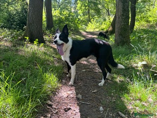 Border Collie dogs Nugget - 2 year old - Border Collie - Advert 10