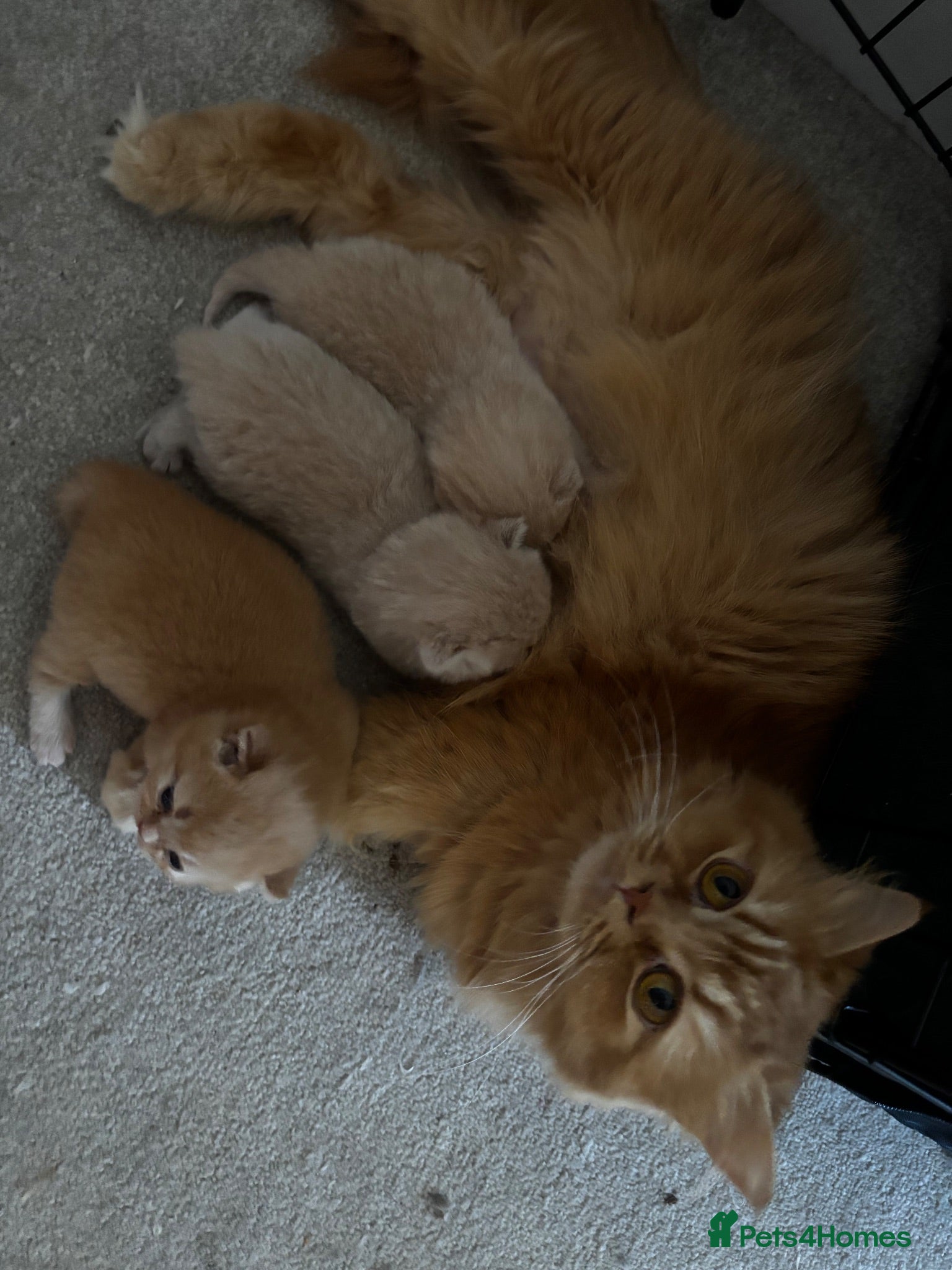 British Shorthair cats 🏆Super rare cream British shorthair kittens🏆 - Advert 2