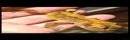 Gecko reptiles for sale: Crested geckos  - Advert 2