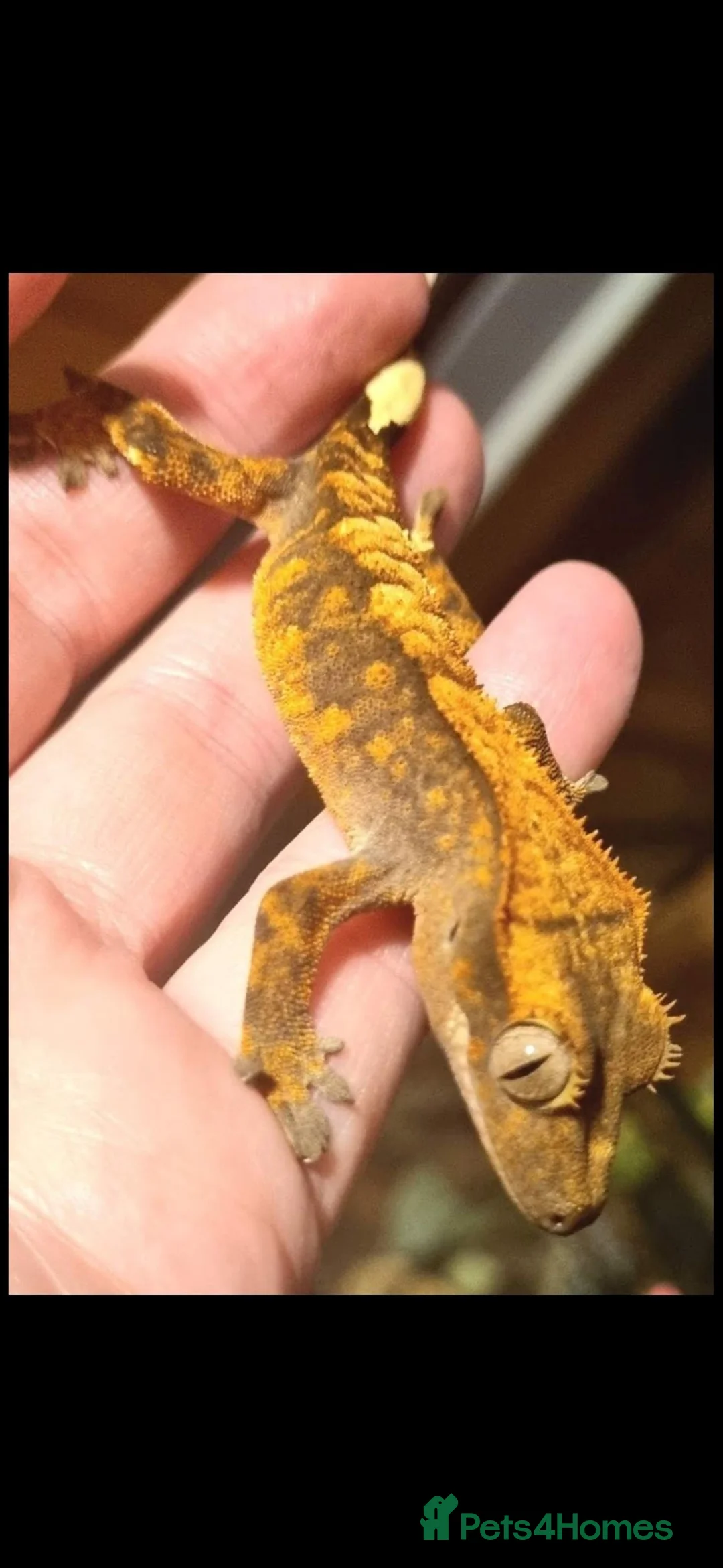 Gecko reptiles for sale: Crested geckos  - Advert 2