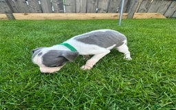 Whippet dogs for sale: ⭐️ KC Whippet pups blue and white. ⭐️ - Image 10