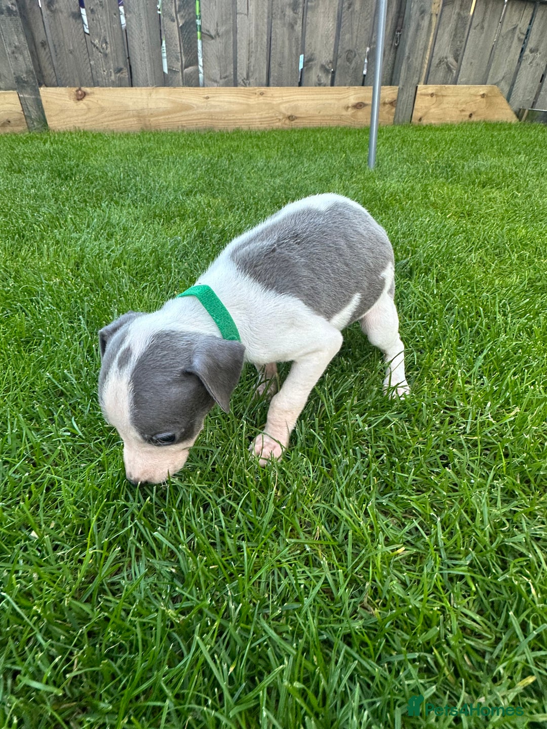 Whippet dogs for sale: ⭐️ KC Whippet pups blue and white. ⭐️ - Image 10