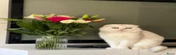 Scottish Fold cats for sale: Adorable Scottish Fold & Straight Kittens - Advert 19