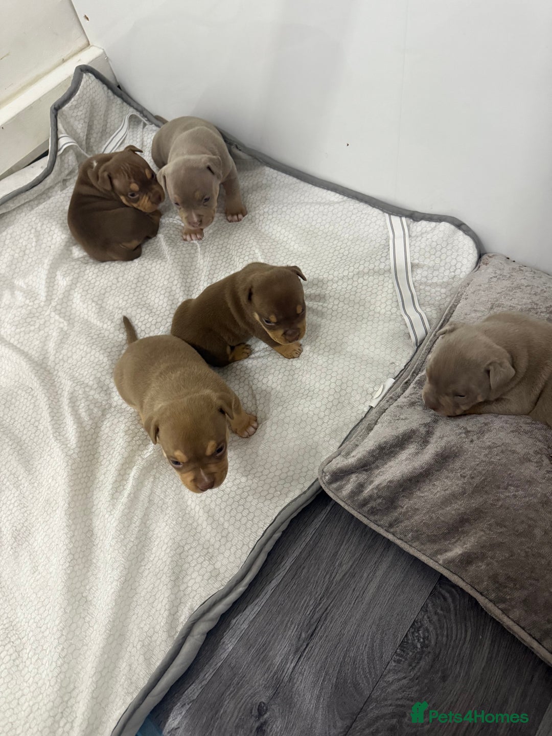 American Bully dogs for sale: Beautiful little pocket bullies for sale - Advert 1