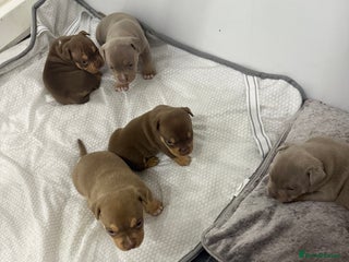 American Bully dogs Beautiful little pocket bullies for sale - Advert 8