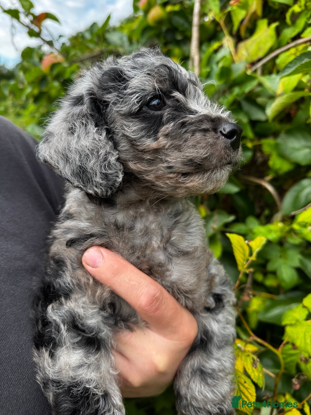 Labradoodle dogs for sale: One beautiful F1B Labradoodle puppy left!  - Image 18
