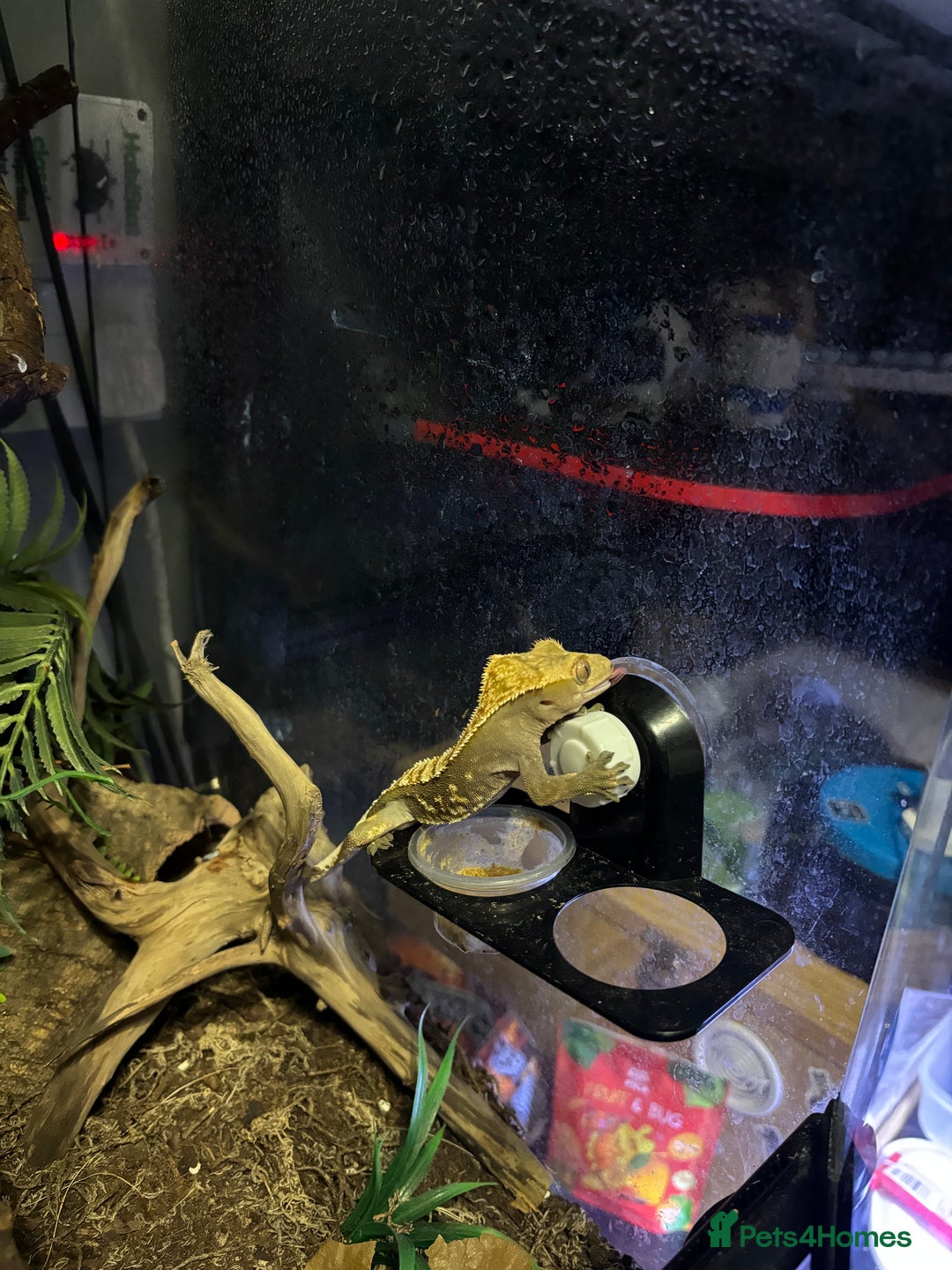 Gecko reptiles for sale: Male crested Gecko and full set up  - Advert 3