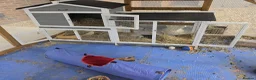 English Lop rabbits for sale: 🐰 Adorable Bonded Lop Rabbits for Sale 🐰 - Advert 3