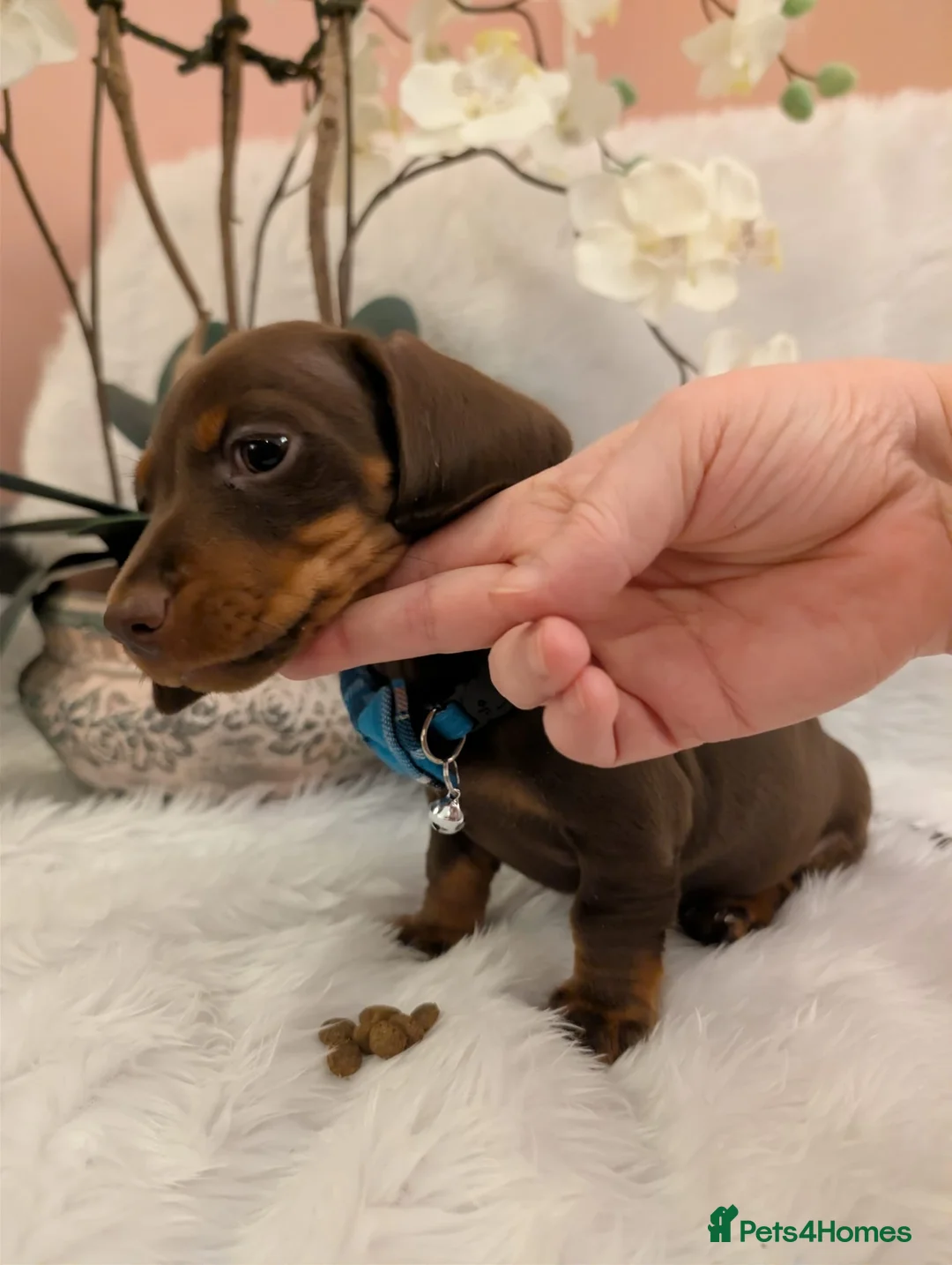 Miniature Dachshund dogs for sale: Miniature Dachshund Ready Now - Advert 11