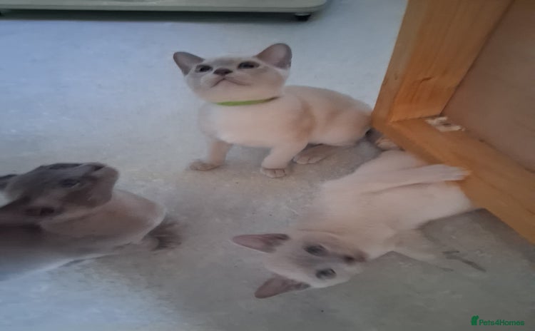Burmese cats - Advert 1