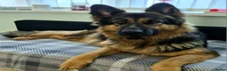 German Shepherd dogs for sale: Beautiful Plush Coated German Shepherd Puppies  - Advert 3