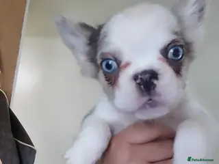 French Bulldog dogs 🐾 Beautiful Full Fluffy French Bulldog Puppies 🐾 - Advert 5