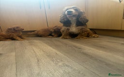 Cockapoo dogs for sale: Cockapoo puppies ready now  - Image 9