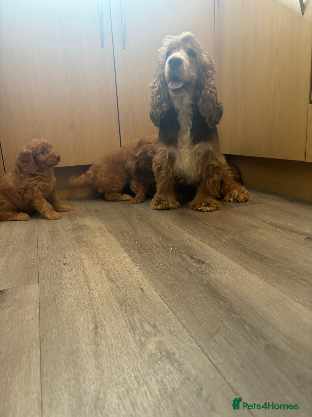 Cockapoo dogs for sale: Cockapoo puppies ready now  - Image 9