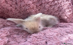 Lionhead rabbits for sale: Lionhead bunnies - Image 14
