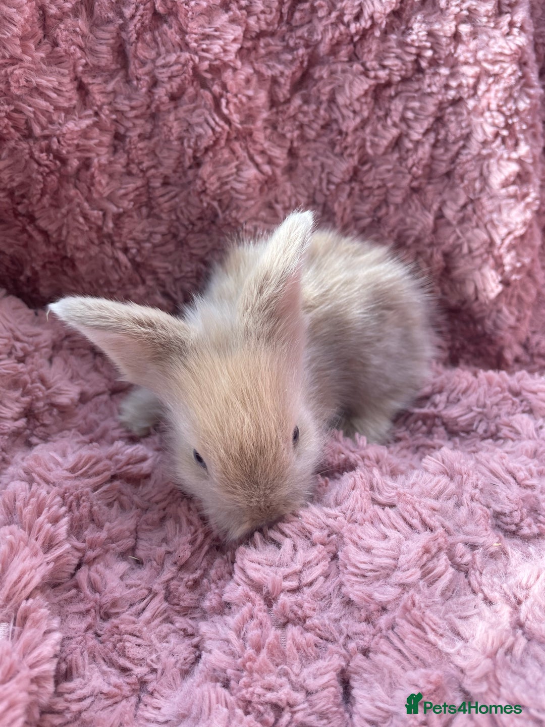 Lionhead rabbits for sale: Lionhead bunnies - Image 14