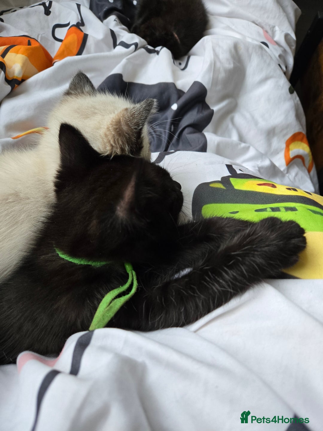 Ragdoll cats for sale: ☯️ Beautiful Yin/Yang pair of ragdoll crosses ☯️ - Advert 6