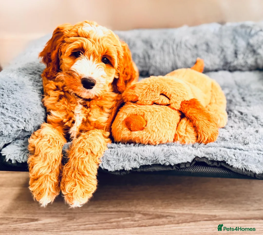 Australian Labradoodle dogs for sale: WAITING LIST Australian Labradoodles - RED & TUX  - Advert 14