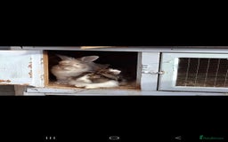 Lionhead rabbits for sale: Beautiful Female LionheadLop-URGENT - Advert 6