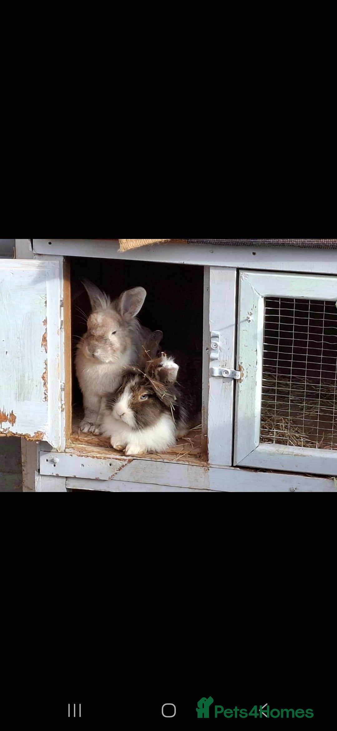 Lionhead rabbits for sale: Beautiful Female LionheadLop-URGENT - Advert 6