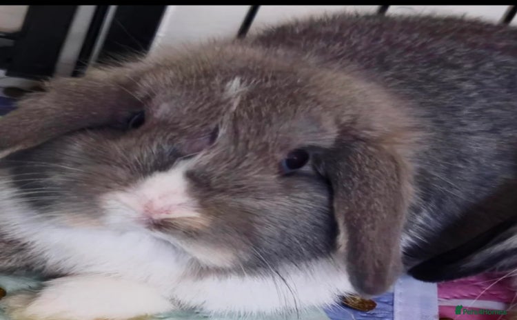 Mini Lop rabbits - Advert 6