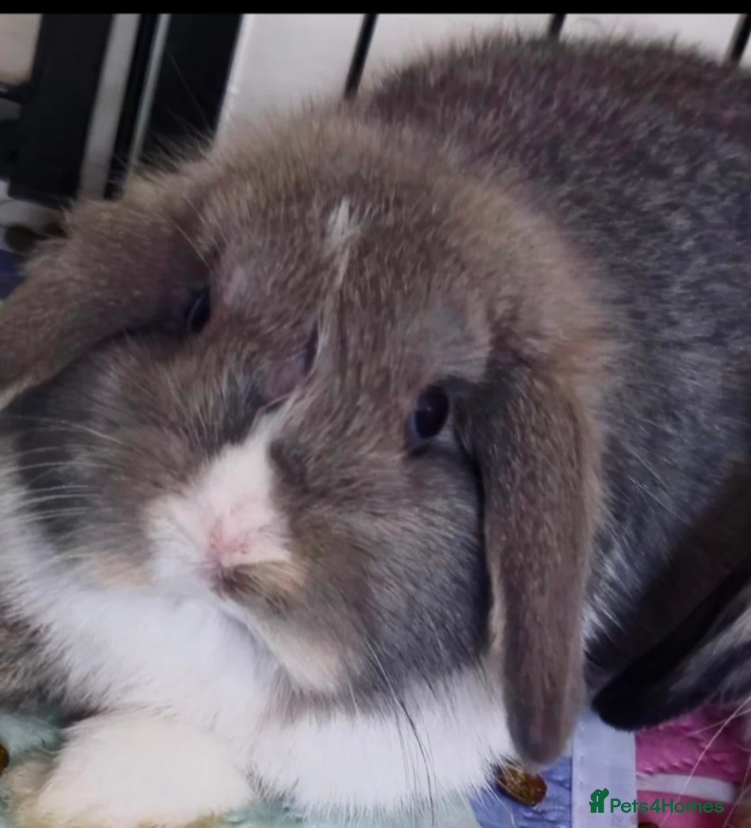 Mini Lop rabbits for sale: Adorable mini lops ready for their new home - Image 1