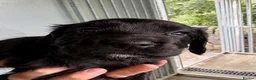 Cocker Spaniel dogs for sale: OFTW Sired KC Registered Cocker Spaniel Puppies - Advert 3