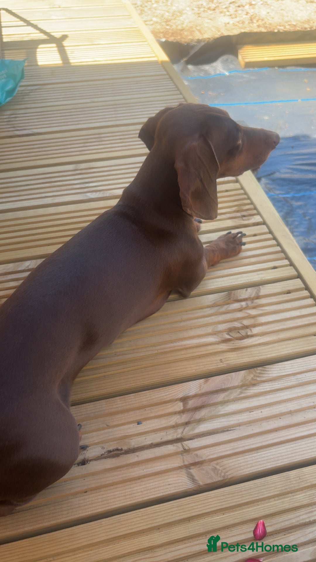 Miniature Dachshund dogs for stud: Miniature Dachshund STUD dog  - Advert 14