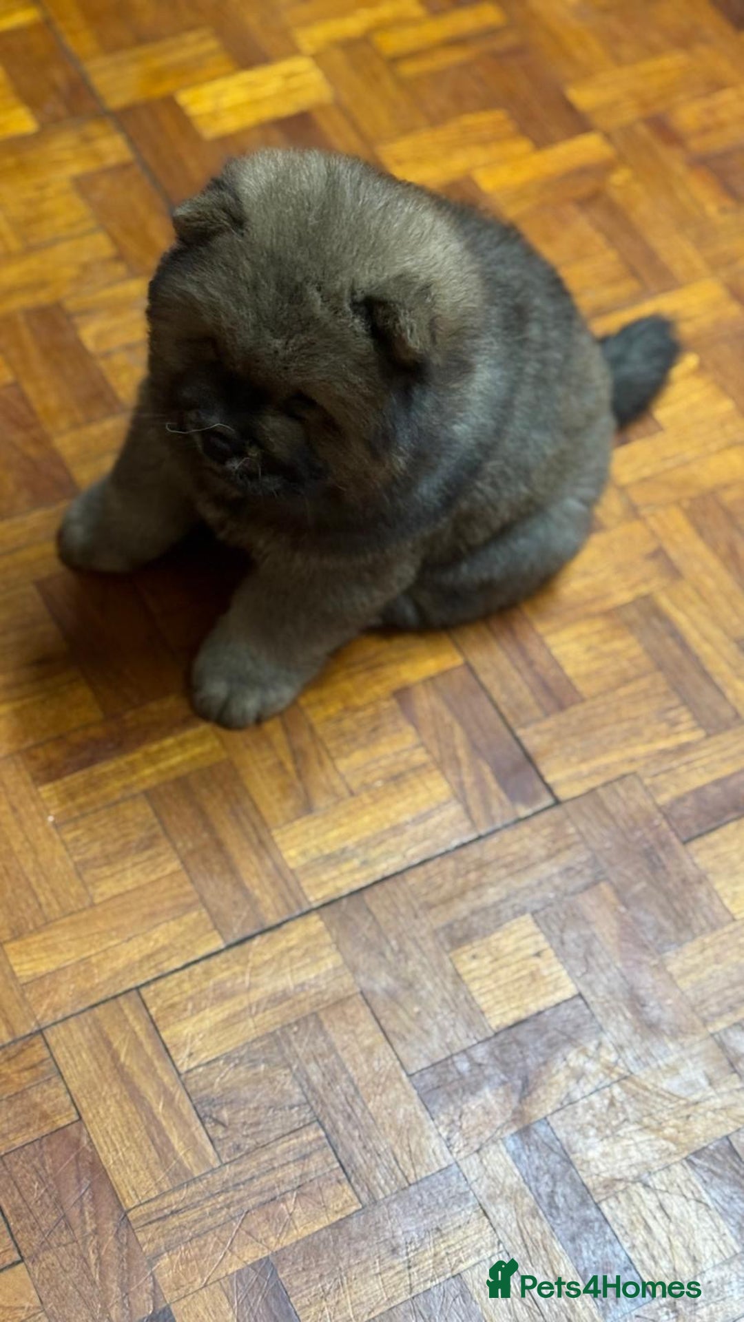 Chow Chow dogs for sale: Puppies looking for new home - Image 29