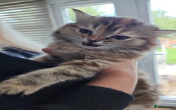 Persian cats for sale: Cute Siberian Persian Kitten for Sale - Image 1