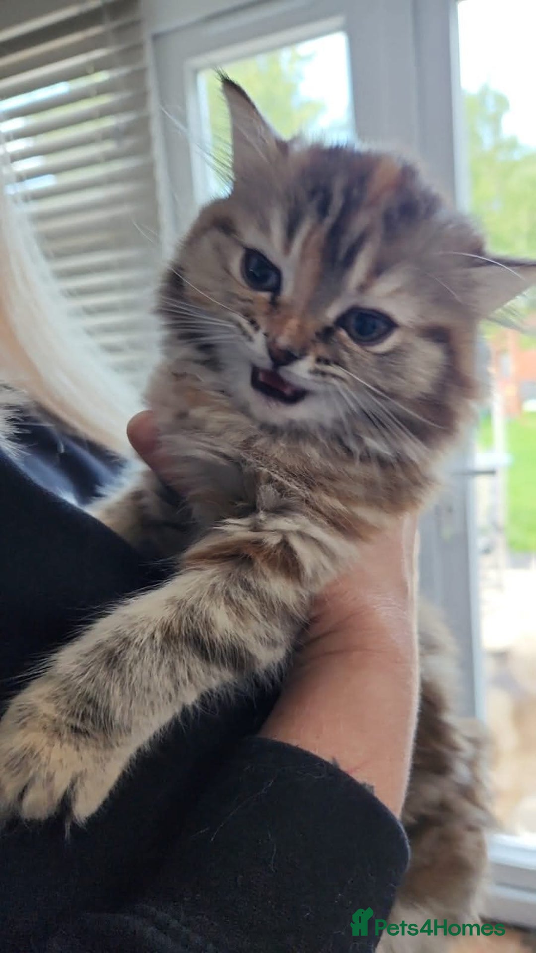 Persian cats for sale: Cute Siberian Persian Kitten for Sale - Image 1