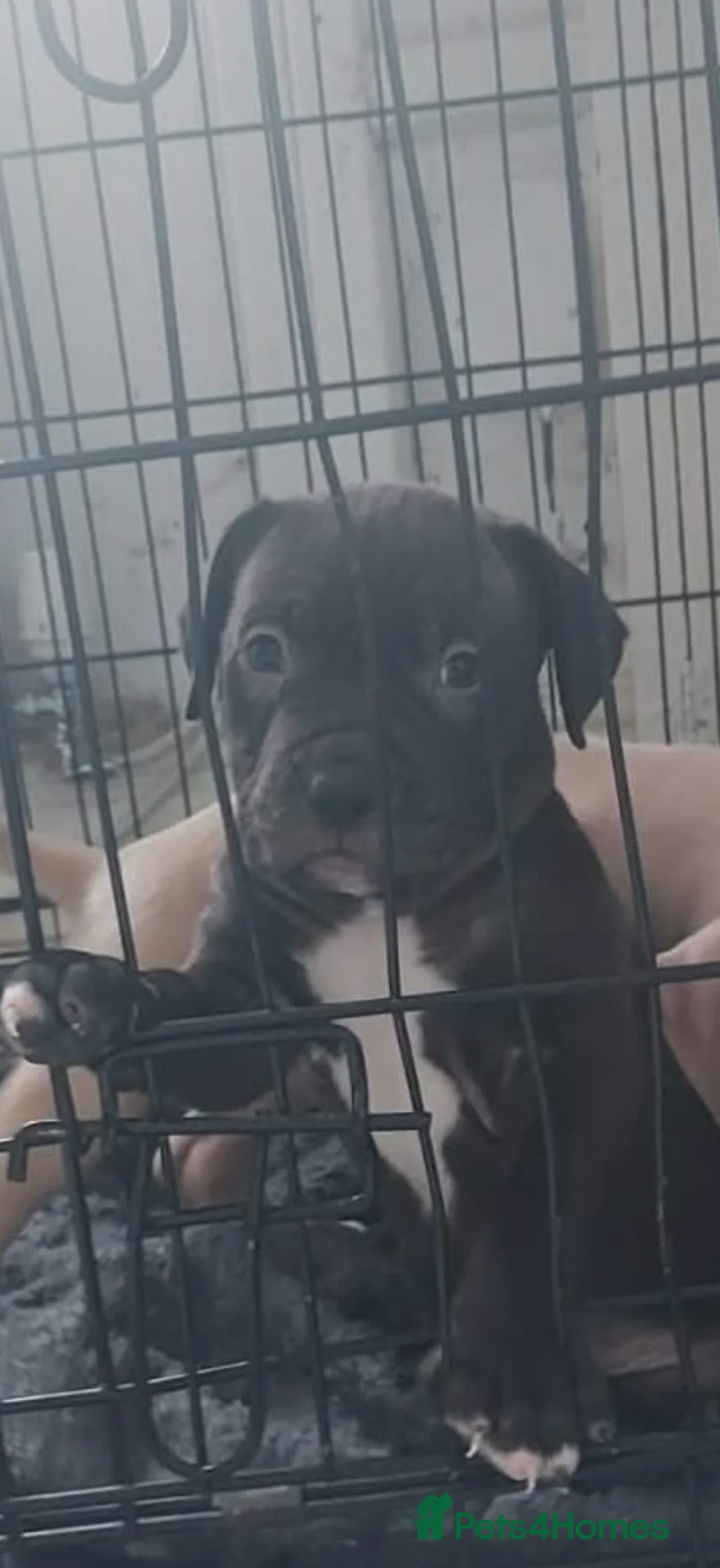 American Bully dogs for sale: American bully last one £500 ONO in Accrington - Advert 4