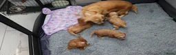 Cockapoo dogs for sale: Health tested: Champion lines  F1 puppies  - Advert 3
